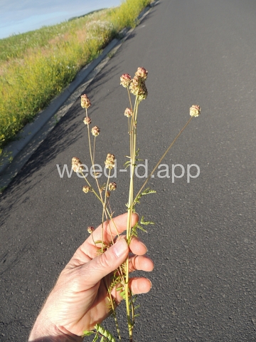 burnet, annual
